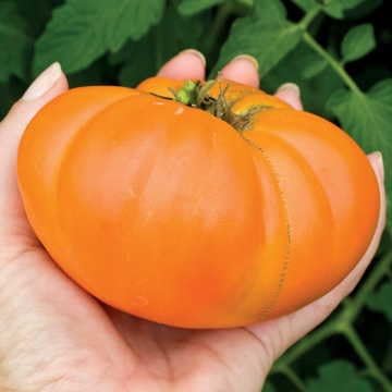 Park Seed Variety of Tomato Seeds, Planting Vegetables, Easy to Grow, Non-GMO, Perfect for Harvesting, Kellogg's Breakfast Organic, Pack of 30
