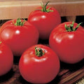 Park Seed Variety of Tomato Seeds, Planting Vegetables, Easy to Grow, Non-GMO, Perfect for Harvesting, MoneyMaker, Pack of 20