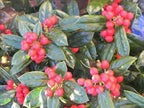 Burfordi Holly | 3 Large Gallon Size Plants | Ilex Cornuta | Fast Growing Evergreen Shrubs, Privacy Hedge Plants, Dark Green Foliage, Low Maintenance Landscaping, Ideal for Hedges and Borders