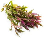 SubstrateSource Live Aquarium Red Stem Plants - Freshwater Aquatic Plant for Fish Tanks, Aquascaping - (Alternanthera Reineckii Rosaefolia, 1 Bunch)