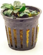 SubstrateSource Bucephalandra Mini Coin Potted Live Aquarium Plant - Natural Freshwater Fish Tank Decorations and Aquatic Décor