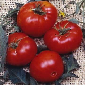Park Seed Variety of Tomato Seeds, Planting Vegetables, Easy to Grow, Non-GMO, Perfect for Harvesting, Brandywine, Pack of 30