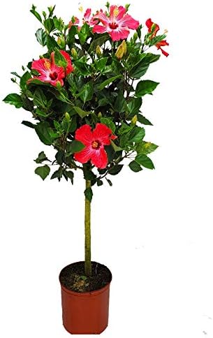 Hibiscus Tree Live - Pink Flowers - Tropical Plants of Florida - Overall Height 38" to 44" (Plant in Growers Pot)