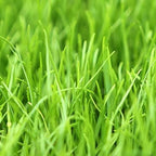 Annual Ryegrass Seeds for Planting - Premium Quality Rye Grass (22 Pounds)