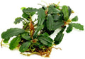 SubstrateSource Bucephalandra Titan #2 Live Aquarium Plant - Natural Freshwater Fish Tank Decorations, Aquatic Decor (Small Clump (3-5 Plants))