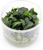 Ultum Nature Systems Piptospatha Ridleyi Tissue Culture Live Plant for Aquarium, Aquascape, Freshwater Fish Tanks - 100% Snail Free in Vitro