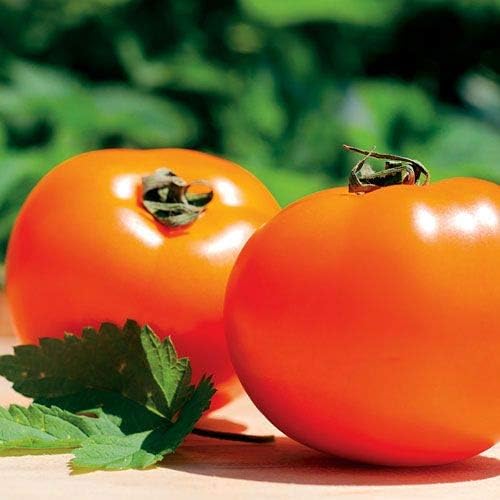 Park Seed Variety of Tomato Seeds, Planting Vegetables, Easy to Grow, Non-GMO, Perfect for Harvesting, Chef's Choice Orange Hybrid, Pack of 30