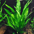 Potted Microsorum Plants - Java Fern | Live Freshwater Aquatic Plants for Aquariums and Terrariums - Low Light, Low Maintenance Plants. (Potted Microsorum Broad, 5 Pack)