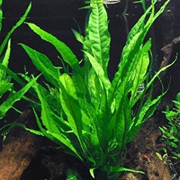 Potted Microsorum Plants - Java Fern | Live Freshwater Aquatic Plants for Aquariums and Terrariums - Low Light, Low Maintenance Plants. (Potted Microsorum Broad, 5 Pack)