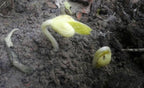 Vermont Cranberry Shell Bean Seeds - 20 Large Bean Seeds - Marde Ross & Company ®