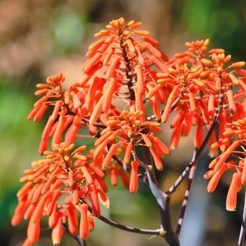 Coral Aloe Plants (Aloe striata) - Live Succulent with Striking Pink Edges and Smooth, Flat Leaves for Indoor/Outdoor Gardening (4 Coral Aloe sacs)