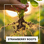 Harvest Glow Strawberry Plants - Grow Tasty Strawberries - Bare Root Plants (20 Plants)