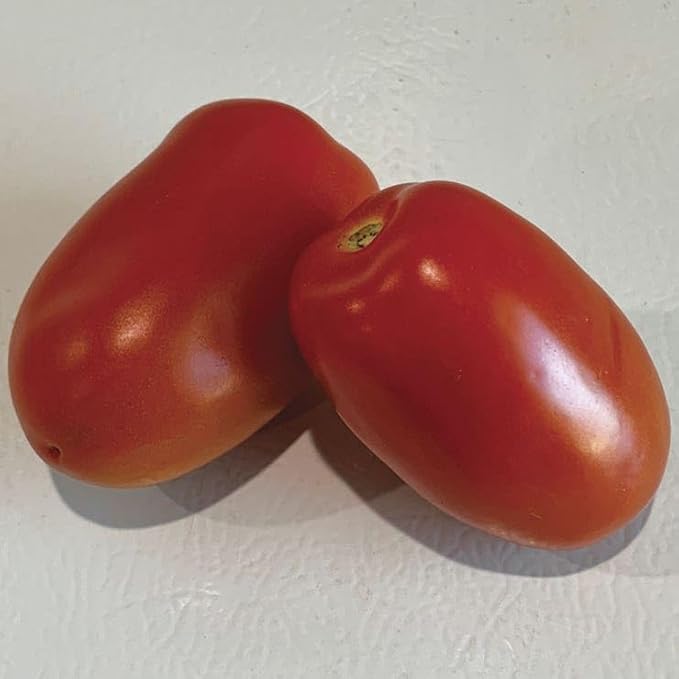 Park Seed Zenzei Tomato Seeds – Pack of 10 Seeds, AAS Winner 2023, Roma Type, Indeterminate Variety, 3–8 oz Meaty Fruits, Non-GMO, Ideal for Cooking, Canning, and Freezing