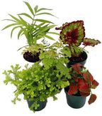 Terrarium & Fairy Garden Plants - 5 Plants in 2" pots