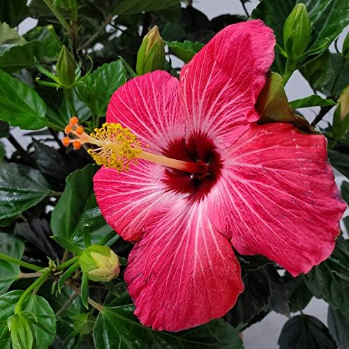 Hibiscus Bush Plant - Pink Flower - Overall Height 26" to 28" - Tropical Plants of Florida (Plant Only)