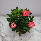 Hibiscus Bush Plant - Pink Flower - Overall Height 26" to 28" - Tropical Plants of Florida (Plant Only)