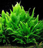 Potted Microsorum Plants - Java Fern | Live Freshwater Aquatic Plants for Aquariums and Terrariums - Low Light, Low Maintenance Plants. (Potted Microsorum Broad, 5 Pack)
