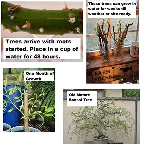 Ultimate Willow Bonsai Bundle - 9 Types of Exotic Willow to Grow as Bonsai