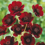200+ Chocolate Cosmos Seeds Double Flowers Garden Planting