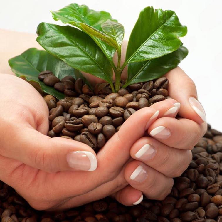 Coffee Plant Arabica (4 Pack) Real Live Plant for Sale | Coffee Lover's Dream | Easy to Grow Live for Planting | Grow Your Own Food on Your Edible Organic Garden |