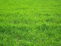 Perennial Ryegrass Seeds for Planting - Premium Quality Rye Grass Seed (8 Pounds)