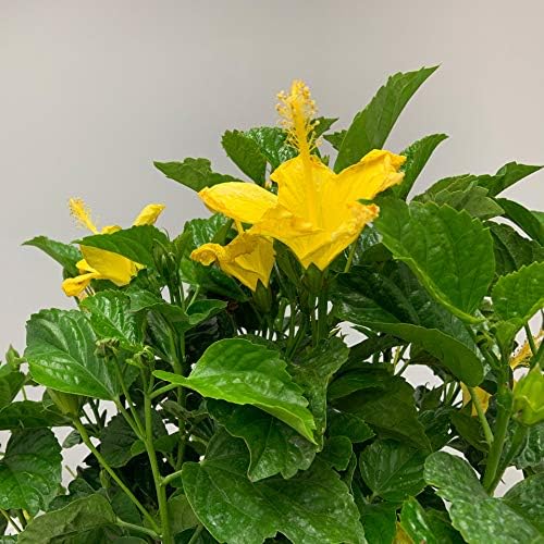 Hibiscus Live Plant - Yellow Hibiscus Bush - Flowering Plants - Yellow Ft. Myers - Overall Height 26" to 28" - (Plant Only)…