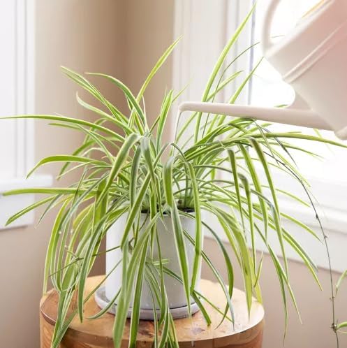 Healthy Spider Plant - Easy Care, Air-Purifying Houseplant (2 Spider sacs)