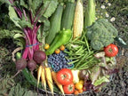 Premium Winter Vegetable Seeds Collection for Planting Organic Non-GMO Heirloom Seeds Radish, Pea, Broccoli, Beet, Carrot, Cauliflower, Green Bean, Kale, Arugula, Gardner and Chef Favorites