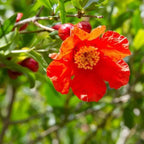 Live Pomegranate 'Wonderful' Plants (Punica Granatum 'Wonderful') - Fruit-Bearing, Drought-Tolerant, Easy to Grow (4 stevia Cups)