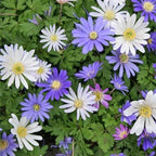 Amazing Deal - Complete Spring & Summer 100 Bulbs Blooming Flower Garden - Beautiful Flowers That Will Attract Bees, Butterflies & Hummingbirds and Other Pollinators - Easy to Grow 1000's Sold