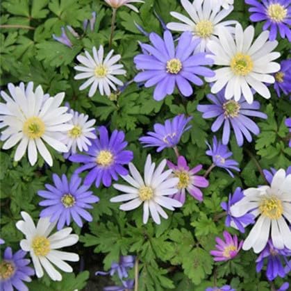 Amazing Deal - Complete Spring & Summer 100 Bulbs Blooming Flower Garden - Beautiful Flowers That Will Attract Bees, Butterflies & Hummingbirds and Other Pollinators - Easy to Grow 1000's Sold