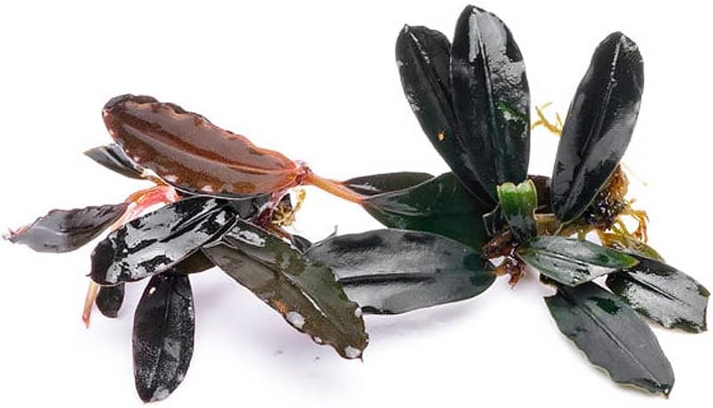 SubstrateSource Bucephalandra Brownie Blue Live Aquarium Plant - Natural Freshwater Fish Tank Decorations and Aquatic Decor (Plant (10-15 Leaves))