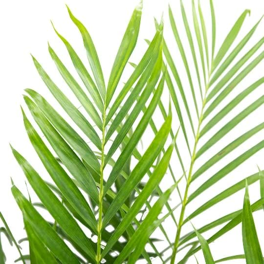 American Plant Exchange Cat Palm – 10-Inch Pot – Live Tropical Houseplant with Feathery Green Fronds, Easy Care Indoor or Outdoor Palm for Home, Office, Patio & Low-Light Décor