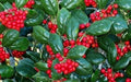 Burfordi Holly | 3 Large Gallon Size Plants | Ilex Cornuta | Fast Growing Evergreen Shrubs, Privacy Hedge Plants, Dark Green Foliage, Low Maintenance Landscaping, Ideal for Hedges and Borders