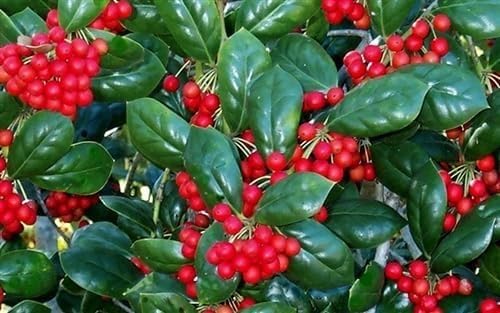 Burfordi Holly | 3 Large Gallon Size Plants | Ilex Cornuta | Fast Growing Evergreen Shrubs, Privacy Hedge Plants, Dark Green Foliage, Low Maintenance Landscaping, Ideal for Hedges and Borders
