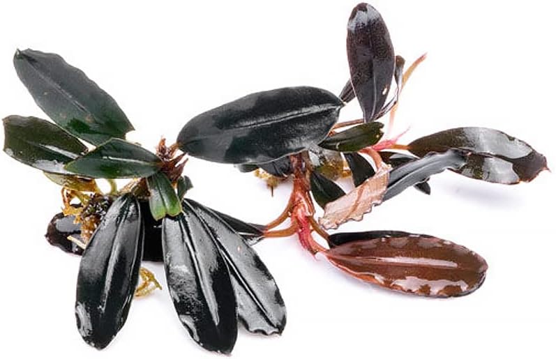 SubstrateSource Bucephalandra Brownie Blue Live Aquarium Plant - Natural Freshwater Fish Tank Decorations and Aquatic Decor (Plant (10-15 Leaves))