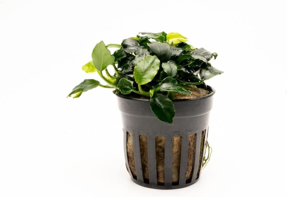 SubstrateSource Anubias Live Aquarium Plants - Potted Freshwater Plant for Fish Tanks, Terrariums - Beginner Friendly Low Light (Barteri Dark Angel, 1 Pot)