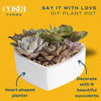 Costa Farms Mini Succulent DIY Heart Kit Fully Rooted, 2-inch Live Indoor Plant, 4-Inches Tall, Heart Frame DIY Kit, Housewarming Gift, Room Decor