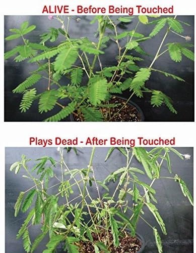 Zombie Plant Party Favors (2) Plays Dead When Touched! Includes Soil, Seeds & Mini Flower Pot. Supplies for Zombie Themed Birthday. Plant it as a Fun Indoor Science Activity
