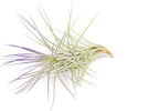 Purple Colorful Tillandsia Air Plants - Long Lasting Color Enhanced Live Tillandsia Succulent House Plants - Home and Garden Decor - Easy Care Indoor and Outdoor (Funckiana, Pack of 3)