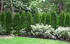 Two Pack of Emerald Arborvitae - 2 Live Plants Shipped 1 to 2 Feet Tall by DAS Farms (No California)
