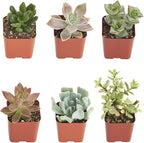 Shop Succulents Assorted Succulent Plant Pack Collection - Live Mini Succulent Plants, Low Maintenance, Mixture of Colors & Textures - Wedding and Party Favors, Gift & Garden, Pack of 6