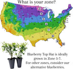 Pink Lemonade Blueberry (Top Hat)