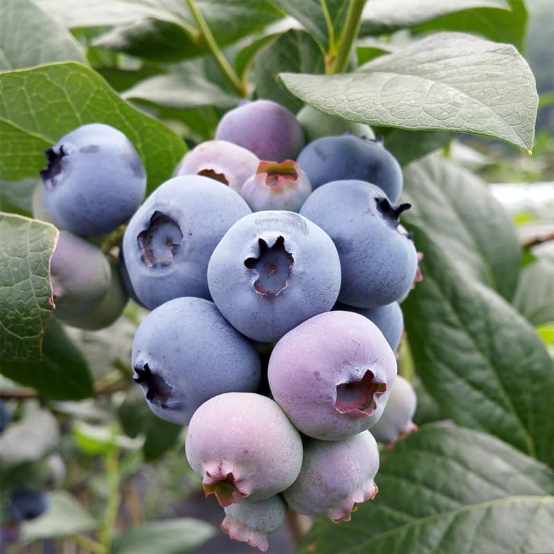 Pink Lemonade Blueberry (Legacy)