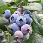 Pink Lemonade Blueberry (Legacy)