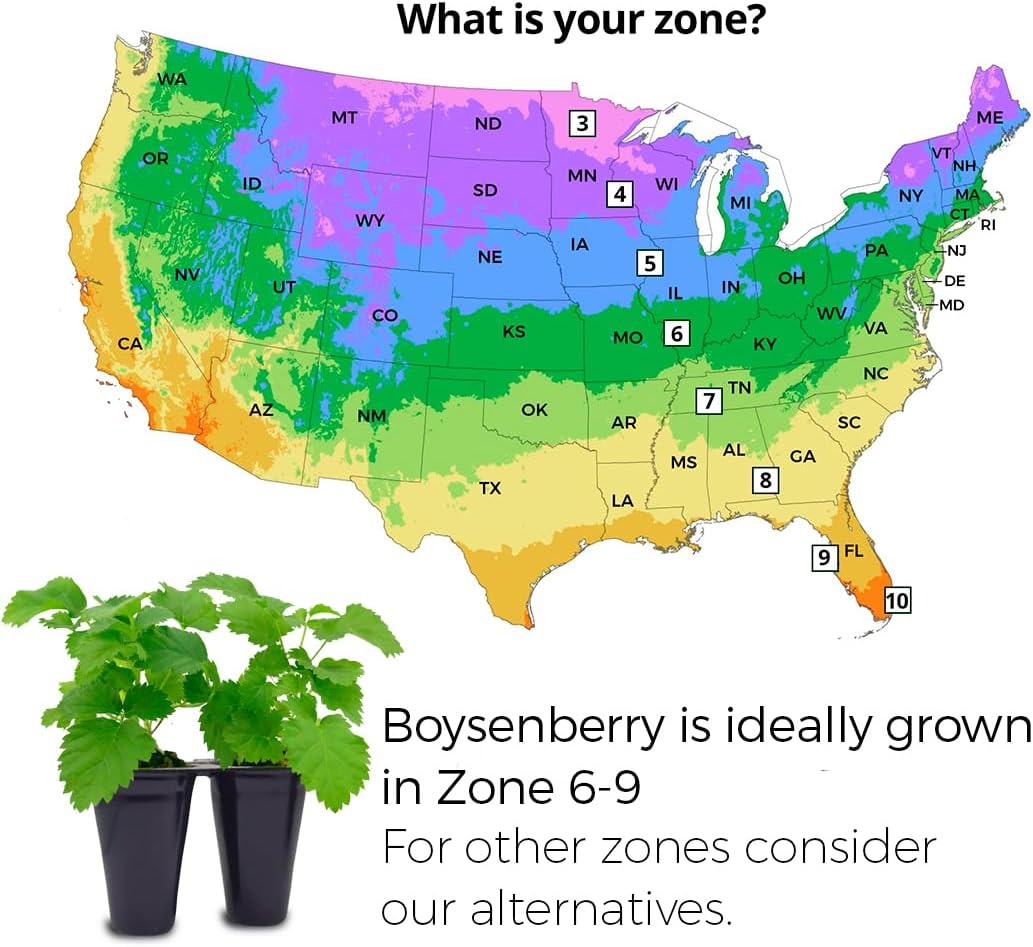 Thorny Boysenberry Plants (4 Pack) – Live Starter Plants for Planting, Vigorous Trailing Canes Producing Large, Juicy, Sweet-Tart Berries, Ideal for Jams, Pies, and Fresh Eating