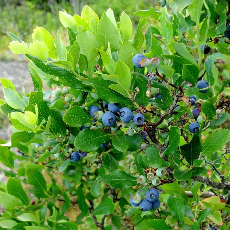 Pink Lemonade Blueberry (Reka)