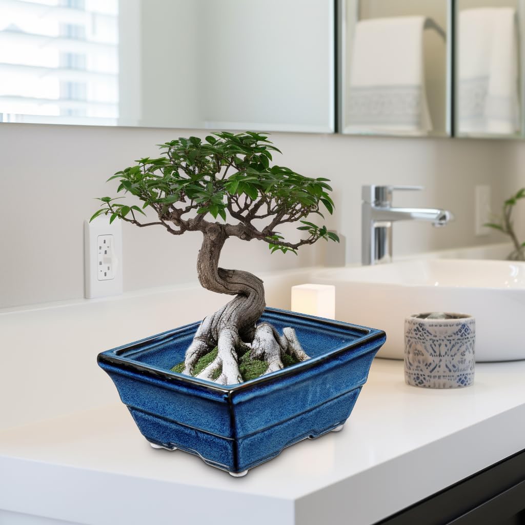 Set of 2 Large Blue Glazed Ceramic Bonsai Pots, 10" Rectangular Bonsai Planters Pots with Drainage Hole for Indoor/Outdoor Plants, Bonzie Tree Pot for Succulents, Cacti, Orchids, Herbs, Spider Plants