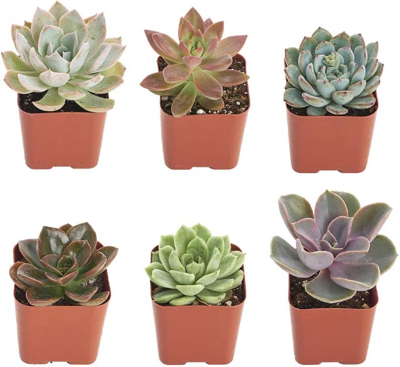 Shop Succulents Rosette Succulent Plant Pack Collection - Live Mini Succulent Plants, Low Maintenance, Floral Shaped Mix of Colors & Textures - Wedding and Party Favors, Gift & Garden, Pack of 6