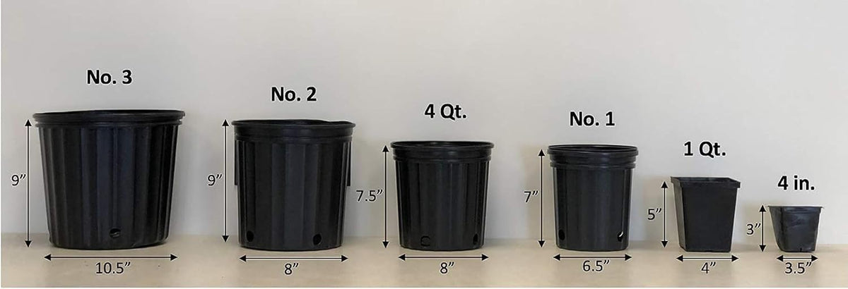 Perennial Farm Aster Ericoides ‘Snow Flurry’ (White Heath Aster) – Live Perennial in #1 Container, Low-Growing White Daisy-Like Blooms, Compact Groundcover, Great for Edging & Pollinator Gardens